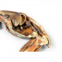 /modeles-d-anatomie-veterinaires-/specimen-de-chat-p-4004487.4-600x600.jpg