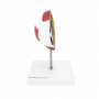 /modeles-d-anatomie-veterinaires-en-coupe-/modele-d-oeil-de-chien-p-4001597.1-600x600.jpg