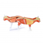 /modeles-d-anatomie-veterinaires-en-coupe-/modele-de-chat-demontable-p-4001605.2-600x600.jpg