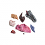 /modeles-d-anatomie-veterinaires-en-coupe-/modele-de-jument-en-coupe-p-4002902.2-600x600.jpg