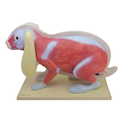 Modèle de lapin démontable