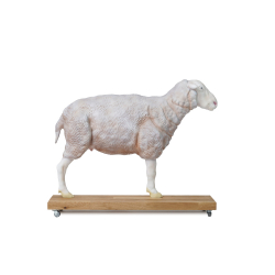 Modèle de mouton en coupe