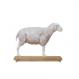 Modèle de mouton en coupe