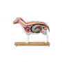 /modeles-d-anatomie-veterinaires-en-coupe-/modele-de-mouton-en-coupe-p-4002900.1-600x600.jpg