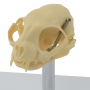 /modeles-de-squelettes-veterinaires-/crane-de-chat-en-plastique-modele-anatomique-realiste-etude-veterinaire-p-4001589.1-600x600.jpg