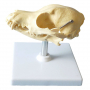 /modeles-de-squelettes-veterinaires-/crane-de-chien-en-plastique-modele-anatomique-realiste-etude-veterinaire-p-4001588.1-600x600.jpg