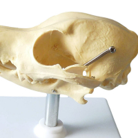 Crâne de Chien en Plastique – Modèle Anatomique Réaliste – Étude Vétérinaire Crâne de Chien en Plastique – Modèle Anatomique Réaliste – Étude Vétérinaire