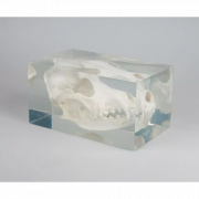 Crâne de petit chien dans un bloc en plastique