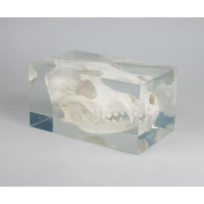 Crâne de petit chien dans un bloc en plastique