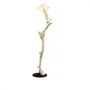 Modèle anatomique de jambe avant de cheval avec omoplate