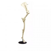 Modèle anatomique de jambe avant de cheval avec omoplate
