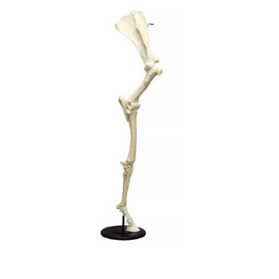 Modèle anatomique de jambe avant de cheval avec omoplate