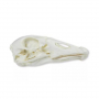 /modeles-de-squelettes-veterinaires-/modele-de-crane-d-oie-domestique-anser-spec-p-4003998.1-600x600.jpg