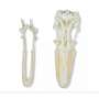 /modeles-de-squelettes-veterinaires-/modele-de-crane-d-oie-domestique-anser-spec-p-4003998.2-600x600.jpg