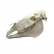 Modèle de crâne de cheval