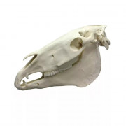 Modèle de crâne de cheval