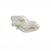 Modèle de crâne de chien Berger Allemand