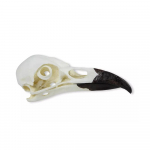Modèle de crâne de corbeau