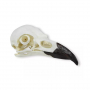 /modeles-de-squelettes-veterinaires-/modele-de-crane-de-corbeau-p-4004004.1-600x600.jpg