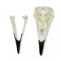 /modeles-de-squelettes-veterinaires-/modele-de-crane-de-corbeau-p-4004004.2-600x600.jpg