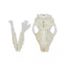 /modeles-de-squelettes-veterinaires-/modele-de-crane-de-herisson-europeen-p-4003994.2-600x600.jpg