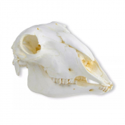 Modèle de crâne de mouton domestique femelle