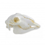 /modeles-de-squelettes-veterinaires-/modele-de-crane-de-mouton-domestique-femelle-p-4003992.1-600x600.jpg