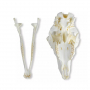 /modeles-de-squelettes-veterinaires-/modele-de-crane-de-mouton-domestique-femelle-p-4003992.2-600x600.jpg