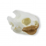 /modeles-de-squelettes-veterinaires-/modele-de-crane-de-tortue-p-4004000.1-600x600.jpg