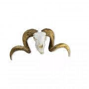 Modèle de crâne et cornes de bélier mérinos