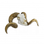 /modeles-de-squelettes-veterinaires-/modele-de-crane-et-cornes-de-belier-merinos-p-4004003.1-600x600.jpg