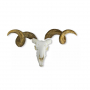/modeles-de-squelettes-veterinaires-/modele-de-crane-et-cornes-de-belier-merinos-p-4004003.2-600x600.jpg