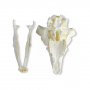 /modeles-de-squelettes-veterinaires-/modele-de-crane-et-cornes-de-belier-merinos-p-4004003.3-600x600.jpg