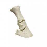 Modèle flexible du pied de cheval