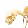 /modeles-de-squelettes-veterinaires-/modele-squelette-chat-domestique-realiste-crane-amovible-et-machoire-mobile-formation-veterinair-p-4001592.1-600x600.jpg