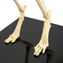 /modeles-de-squelettes-veterinaires-/modele-squelette-chat-domestique-realiste-crane-amovible-et-machoire-mobile-formation-veterinair-p-4001592.2-600x600.jpg