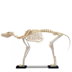 Squelette artificiel d'un grand chien