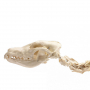 /modeles-de-squelettes-veterinaires-/squelette-artificiel-d-un-grand-chien-p-4001591.1-600x600.jpg