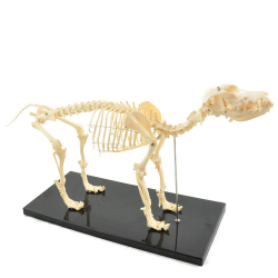 Squelette artificiel d'un petit chien