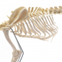 /modeles-de-squelettes-veterinaires-/squelette-artificiel-grand-chien-anatomie-realiste-modele-educatif-p-4001591.2-600x600.jpg