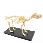 Squelette Artificiel Petit Chien – Modèle HeineScientific – Anatomie Canine