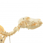 /modeles-de-squelettes-veterinaires-/squelette-artificiel-petit-chien-modele-heinescientific-anatomie-canine-p-4001590.1-600x600.jpg