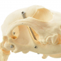 /modeles-de-squelettes-veterinaires-/squelette-artificiel-petit-chien-modele-heinescientific-anatomie-canine-p-4001590.2-600x600.jpg