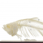 /modeles-de-squelettes-veterinaires-/squelette-de-carpe-naturel-anatomie-realiste-modele-educatif-p-4001583.1-600x600.jpg