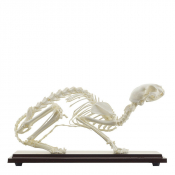 Squelette de Chat Naturel – Anatomie Réaliste – Socle Bois et Housse