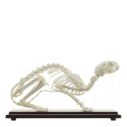 Squelette de Chat Naturel – Anatomie Réaliste – Socle Bois et Housse