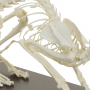 /modeles-de-squelettes-veterinaires-/squelette-de-chat-naturel-anatomie-realiste-socle-bois-et-housse-p-4001575.2-600x600.jpg