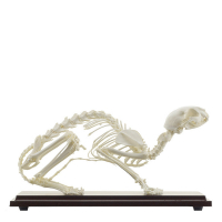 Squelette de Chat Naturel – Anatomie Réaliste – Socle Bois et Housse