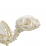 /modeles-de-squelettes-veterinaires-/squelette-de-chat-p-4001575.1-600x600.jpg