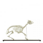 Squelette de Chèvre Naturel – Anatomie Réaliste – Socle Bois – Éducatif